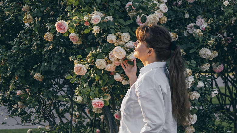 a woman smells a thriving rose bush