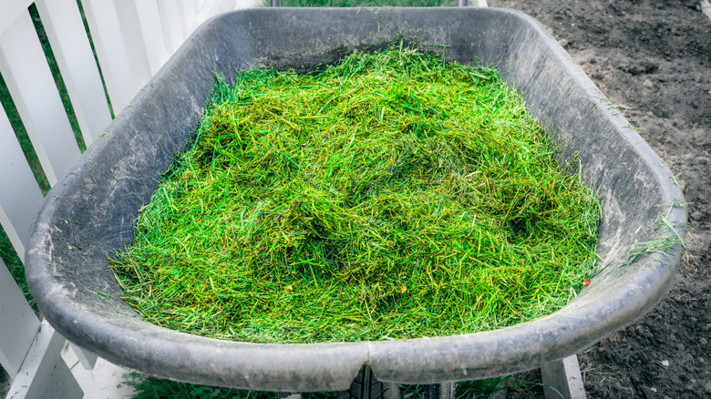 fresh grass clippings are collected in a wheelbarrow