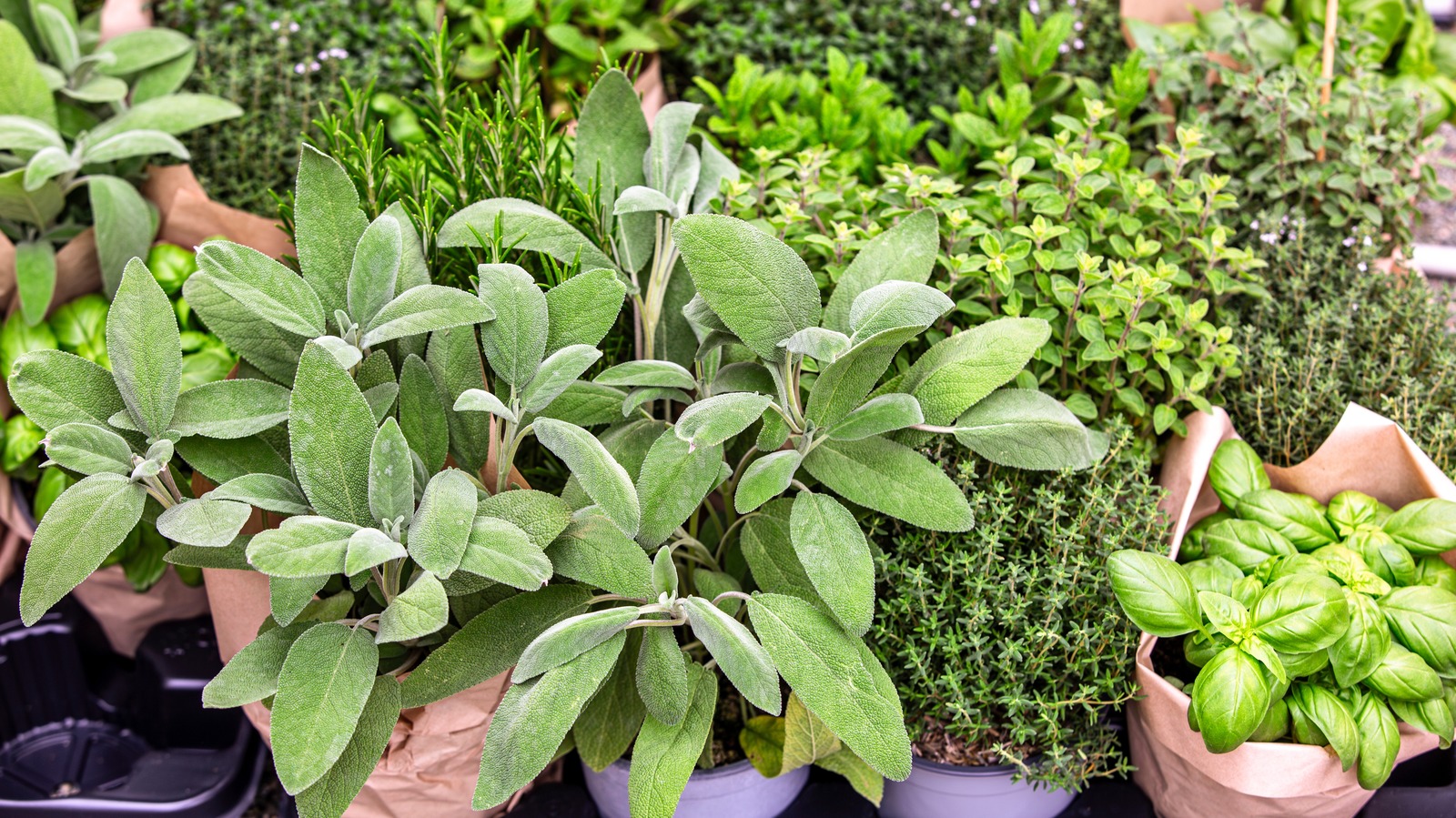 Growing Sage Indoors Is A Breeze With Our Expert Tips