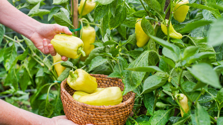 A gardener harvesting yellow sweet peppers from the garden