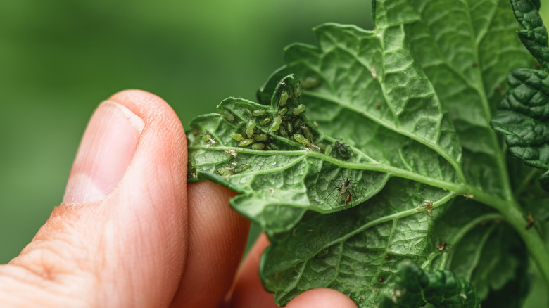 A gardener's hand checking for pests on a plant leaf and finding many aphids