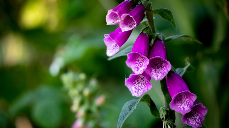 A purple foxglove plant in full bloom.