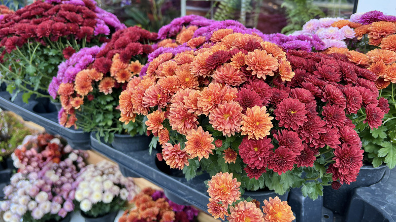 Pink, purple, and orange chrysanthemums on store shelves