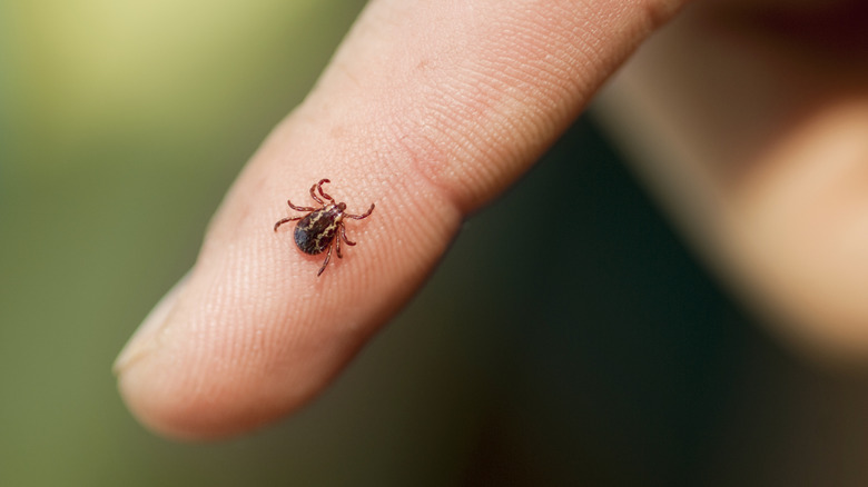 A tick on a person's finger