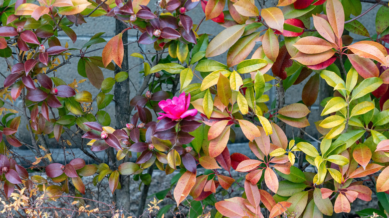 A lone hot-pink camellia flowering on a bush