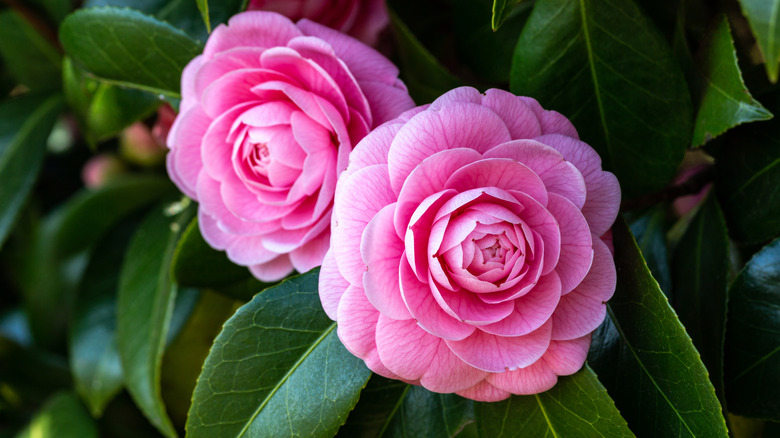 A close-up photos of two blooming camellia flowers