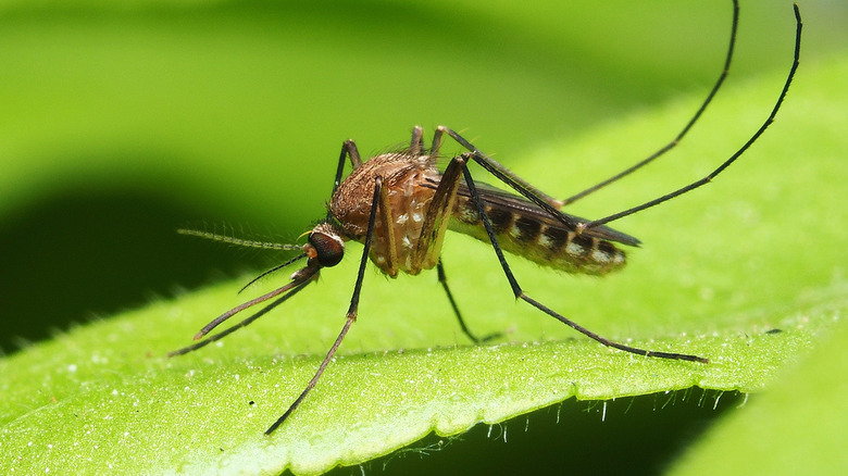 mosquito on green leaf