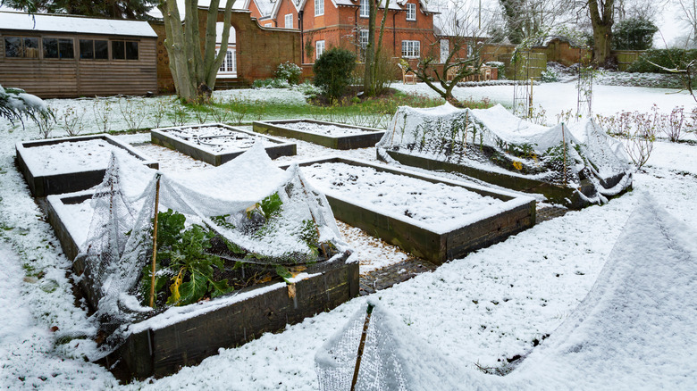 Snow covered garden