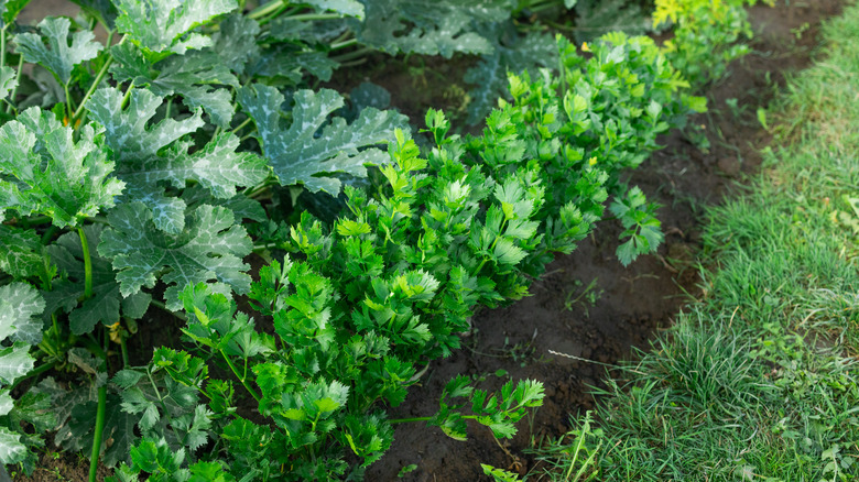 Row of celery in garden