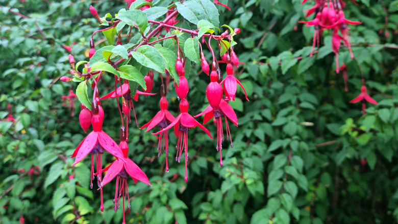 Fuchsia flowers in bloom
