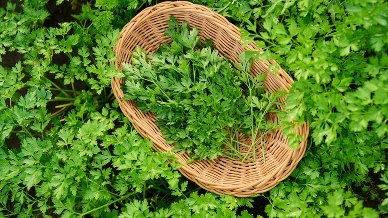 Wicker basket in parsley field
