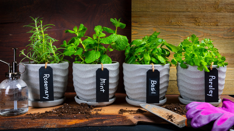 Small herb plants planted in gray pots