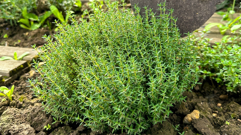 A healthy thyme plant growing in a garden
