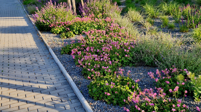 A gravel garden planted with herbs and flowers