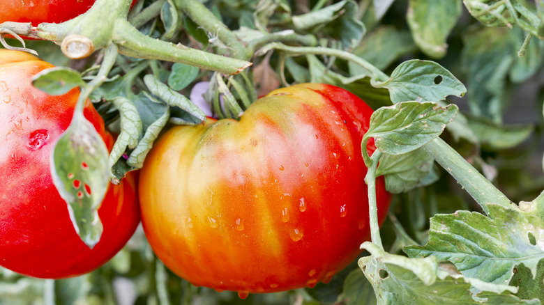 Closeup of ripening tomatoes on the vine.