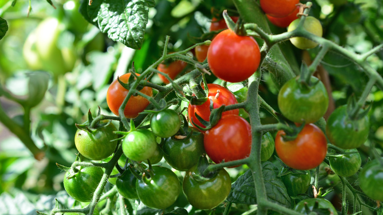 Ripe and unripe tomatoes growing on green stems.