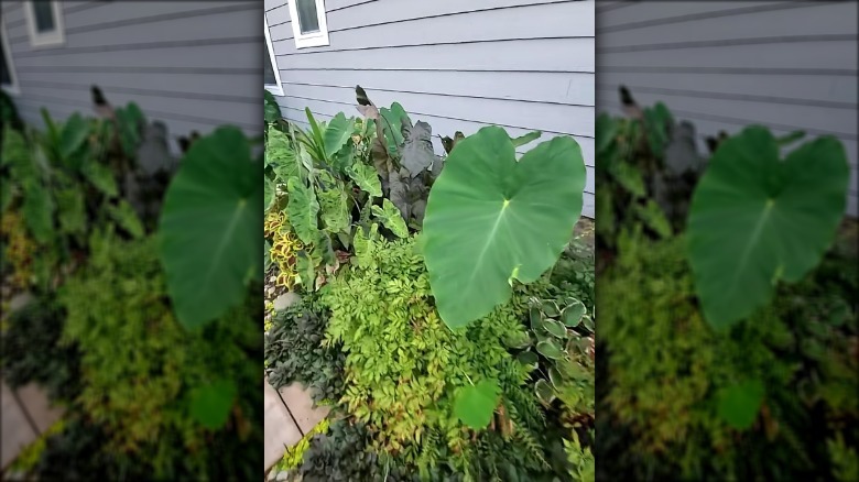 A TikTok user shows how to hide utility pipes using large tall plants