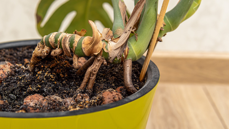 Close up of mostera roots in soil