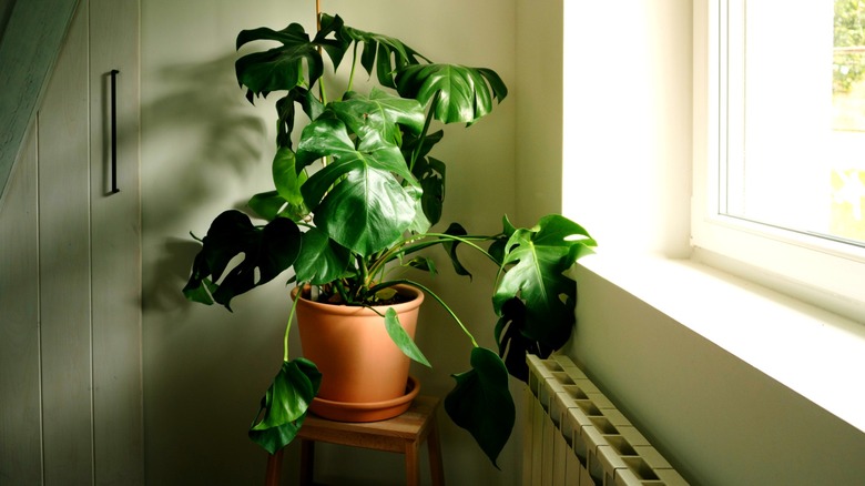 A potted monstera plant with drooping leaves sits by a bright window.