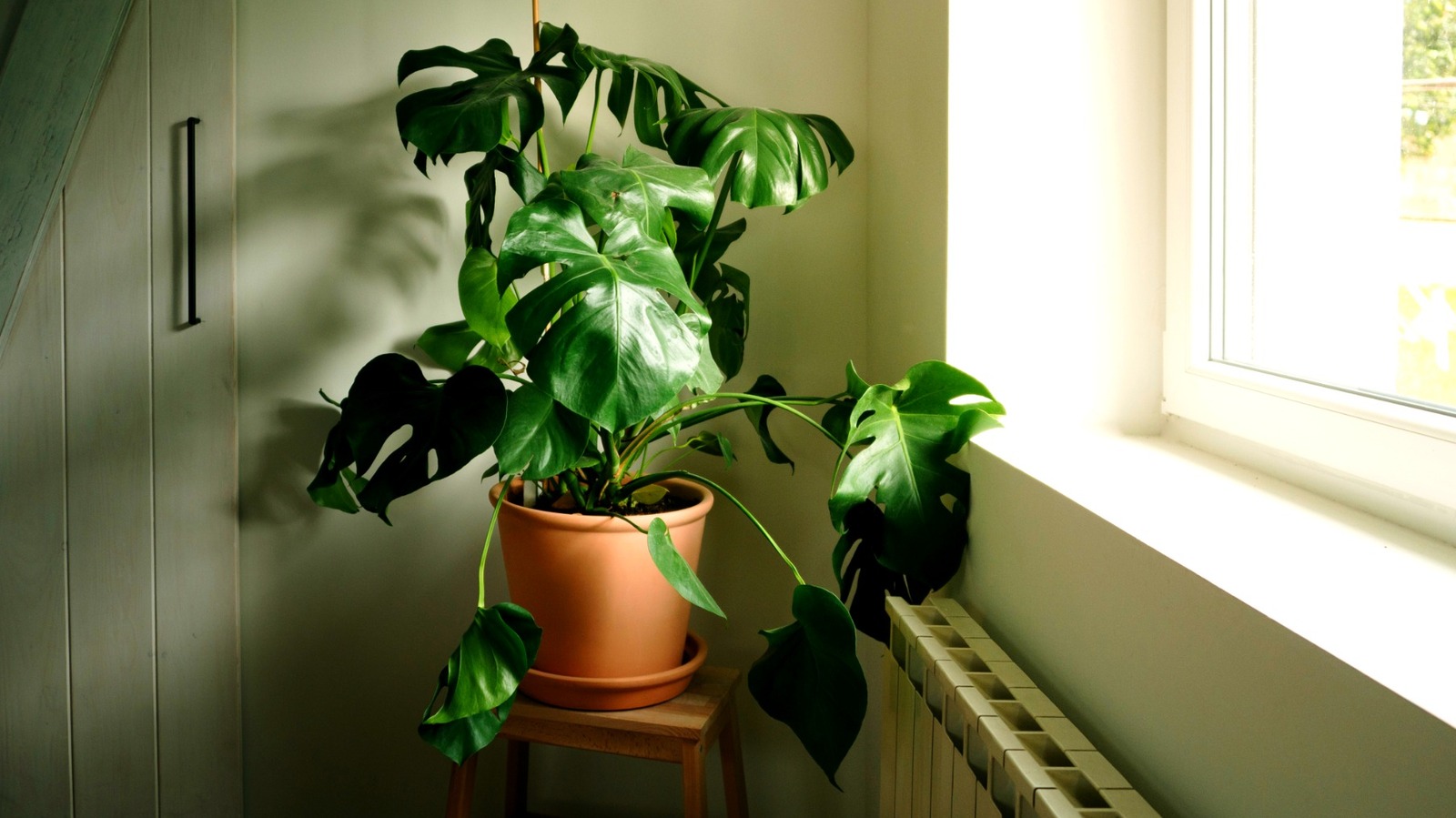 Hack Your Monstera Plant To Make Its Own Support System