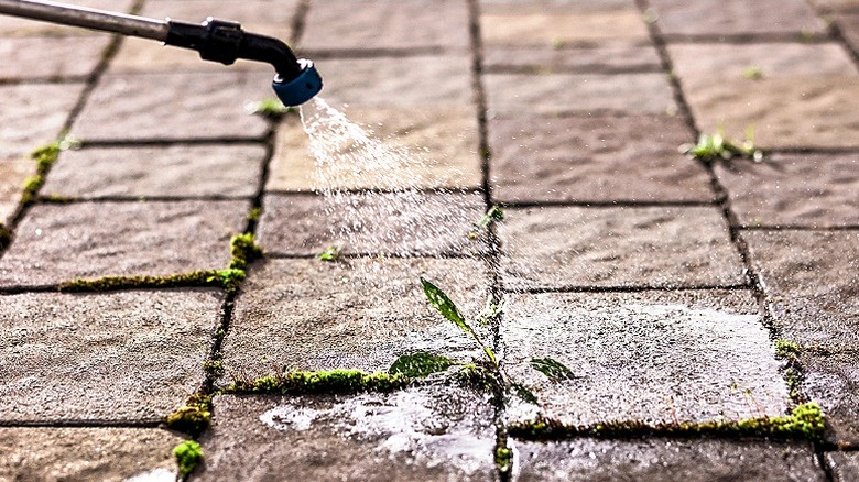 Close-up of a sprayer spraying a weed growing between pavers