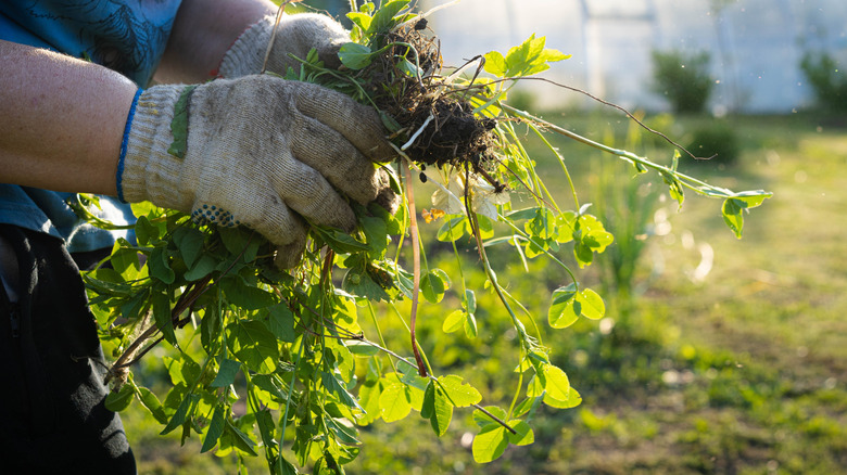 a person wearing gardening gloves carries a handful of pulled weeds