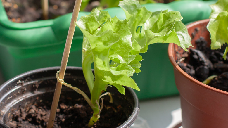 chopstick supporting potted plant