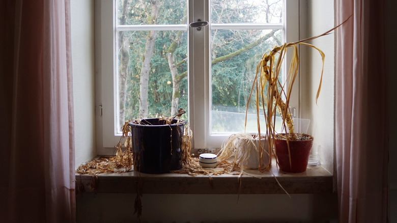 dead plants on windowsill