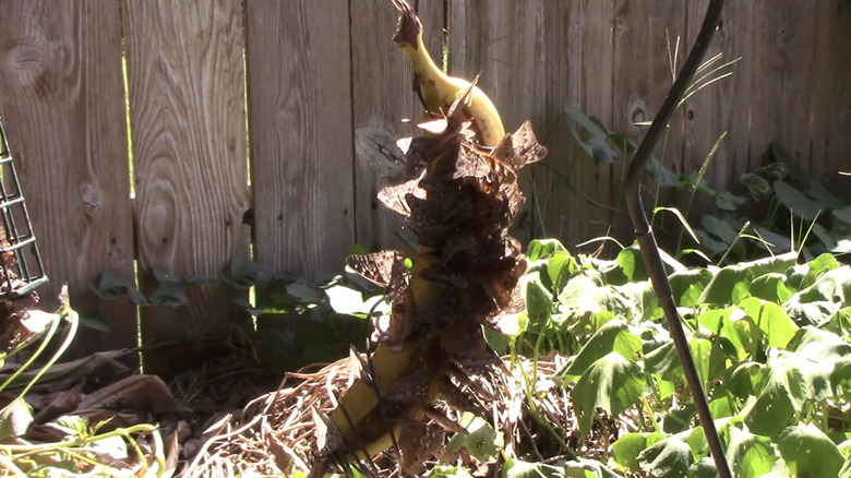 An overripe banana hangs from a wire, letting lots of brown butterflies get a snack.