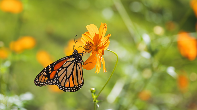 A monarch butterfly sits on an orange flower, attracted to the yard by an overripe banana.
