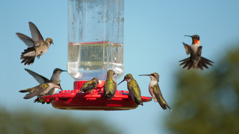 lots of hummingbirds at feeder