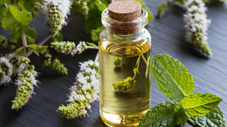 peppermint plant cutting and oil