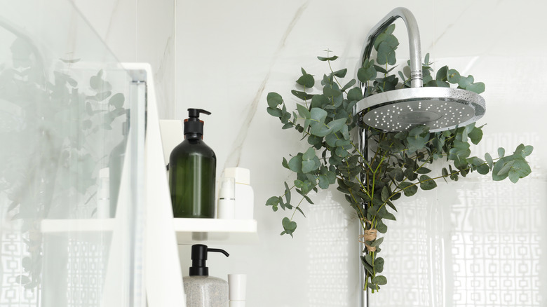 eucalyptus and showerhead