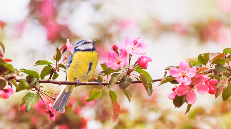 A bird sitting on a branch with pink flowers