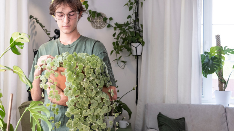 A man holds a large leafy plant with vines