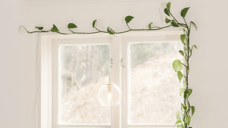A climbing plant vine is clipped to a white wall to frame a window