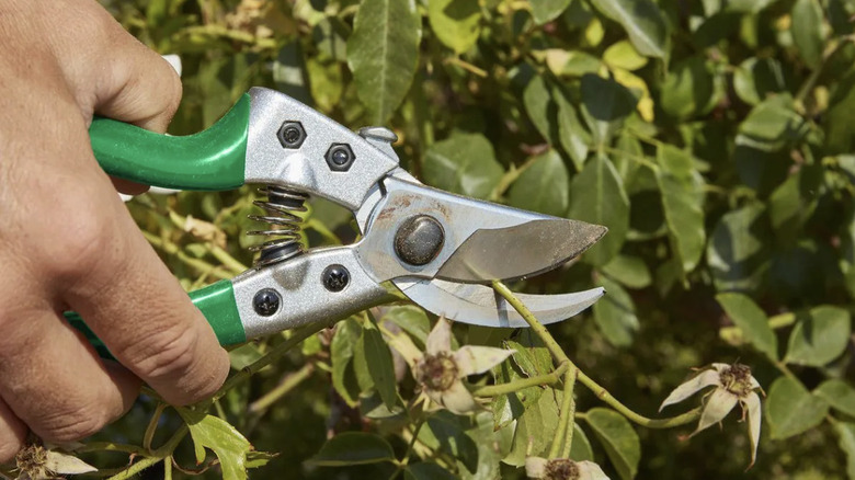 A person using a bypass pruner to cut off spent flowers