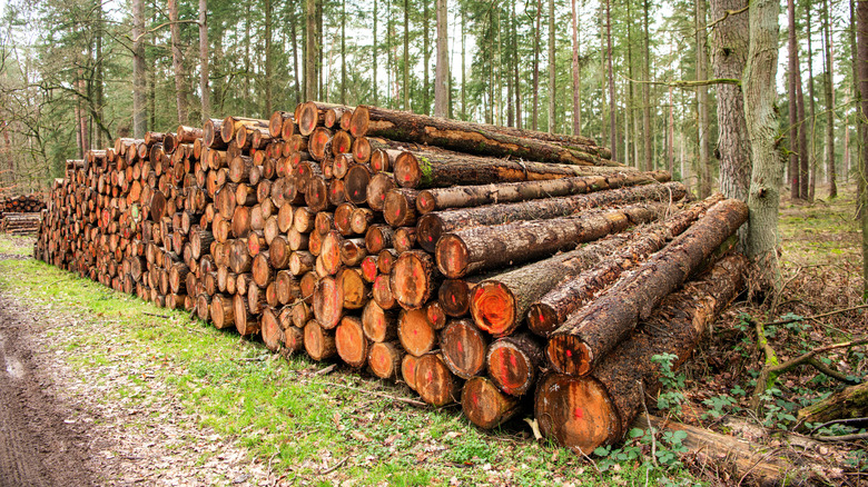 Stacks of cut pine logs outdoors