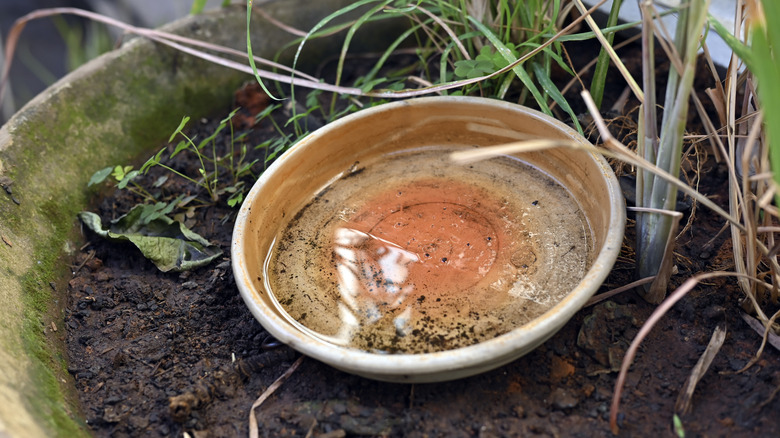 A bowl of standing water in a pot