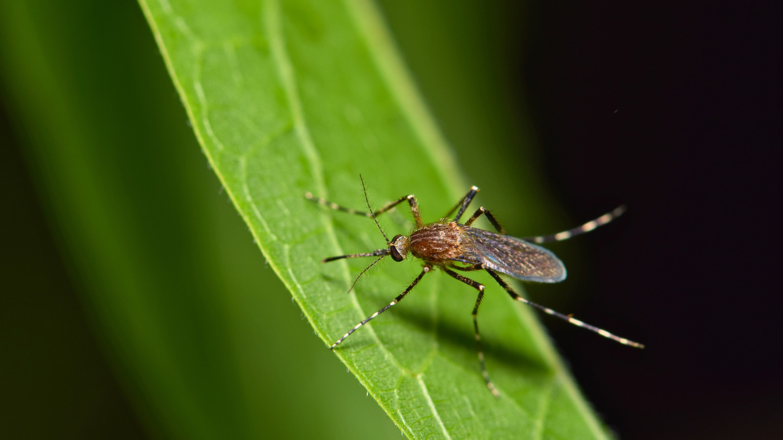 Harder To Repel: How The U.S. Accidentally Developed More Resistant Mosquitoes