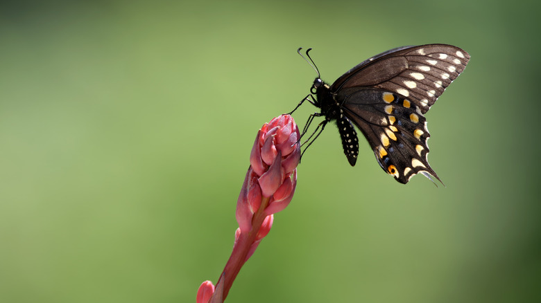 A butterfly perches on a red yucca flower