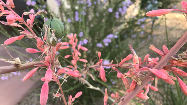 Red yucca grows with a blurred purple-flowering plant in the background