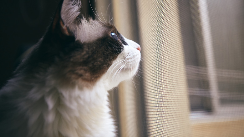 Cat staring out of a screen door.