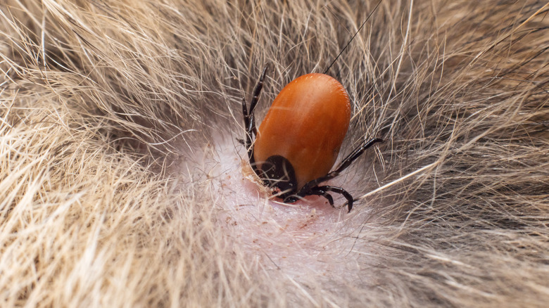A tick embeds itself into the fur of an animal.