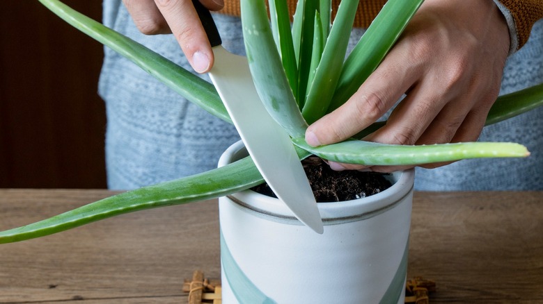 Harvesting aloe vera plants 