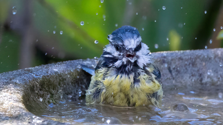 A happy bird splashes in a bird bath.