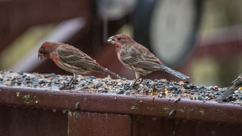 Sparrows eat spilled seeds on a deck.