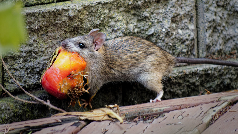Small rat carrying a piece of apple in his mouth running along a concrete barrier
