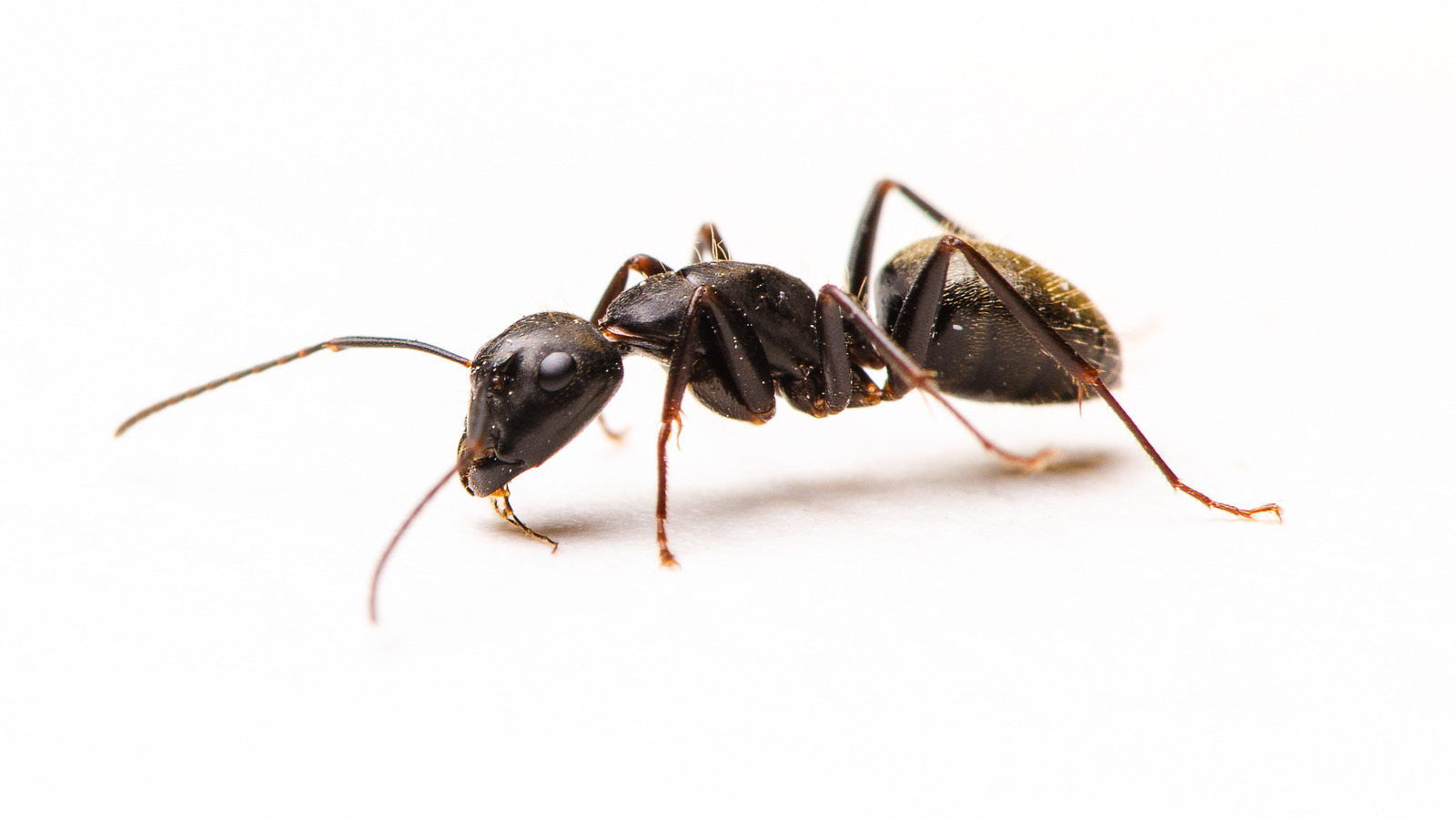 Have An Ant Problem? Try These 3 InsectRepelling Plants