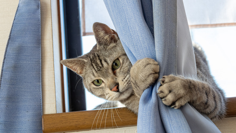 A grey cat clings to a blue window curtain